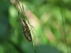 Rubria
