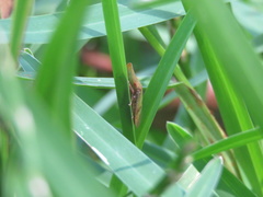 Rubria