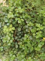 Eleutherococcus trifoliatus