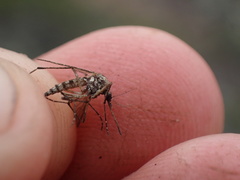 Aedes squamiger