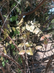 Bursera glabrifolia