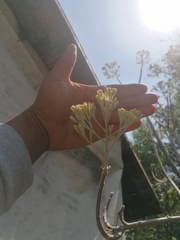 Pittocaulon praecox