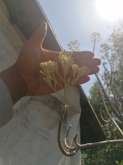 Pittocaulon praecox