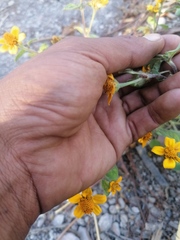 Heliopsis annua