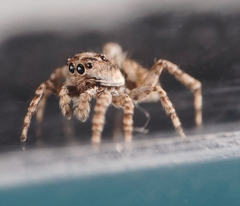 Attulus fasciger