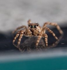 Attulus fasciger