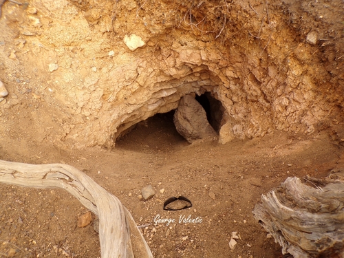 American Black Bear photographed in Nevada