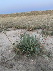 Microseris elegans