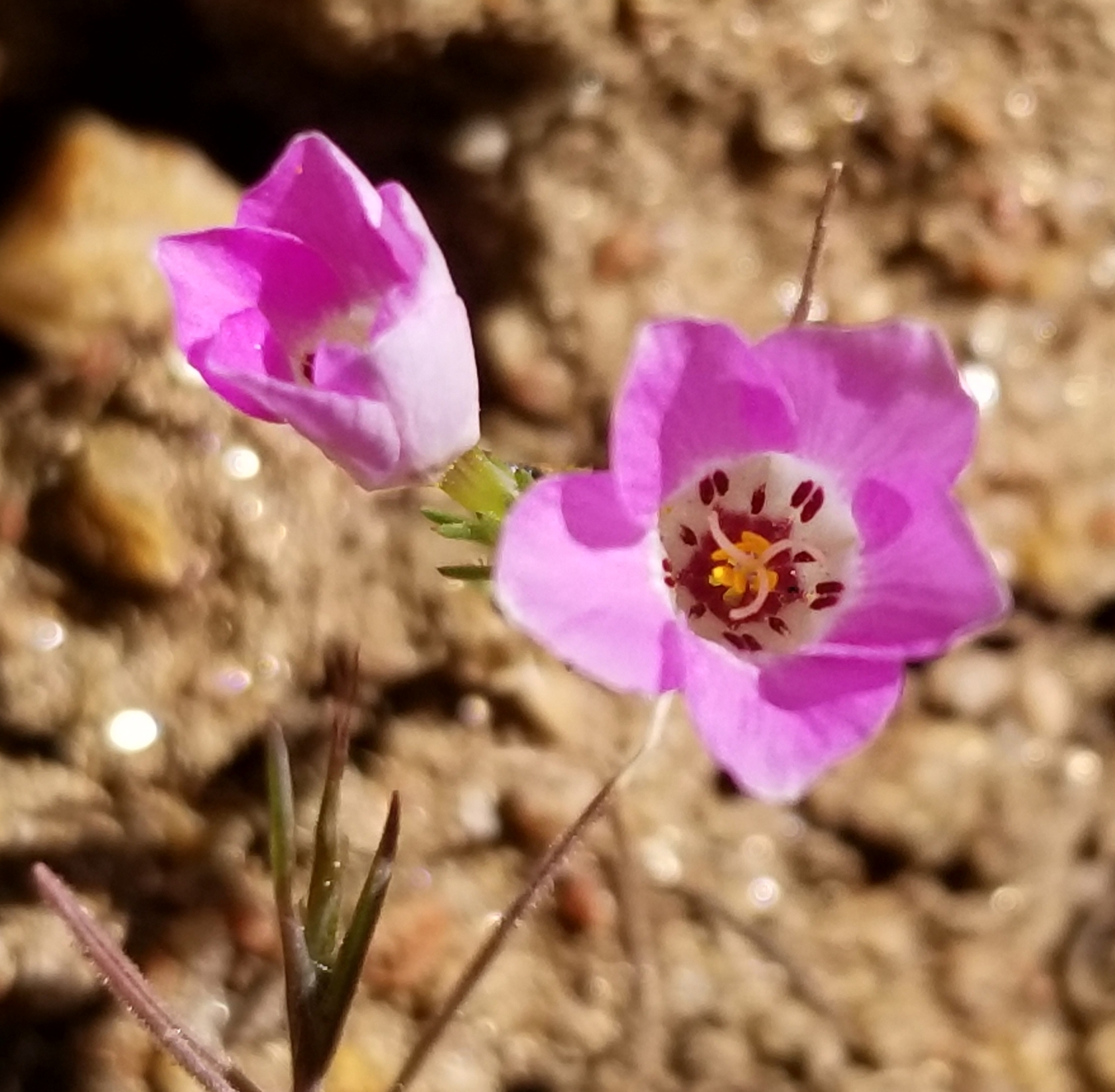 Linanthus orcuttii