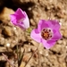 Orcutt's Linanthus - Photo (c) Jenny Moore, some rights reserved (CC BY-NC), uploaded by Jenny Moore