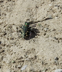 Cicindela decemnotata