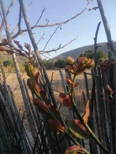 Euphorbia bracteata