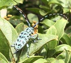 Anoplophora bowringii