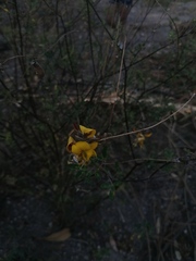 Crotalaria longirostrata