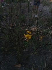 Crotalaria longirostrata