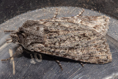 Physetica longstaffi