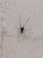 Euhadenoecus puteanus