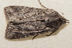 Physetica longstaffi