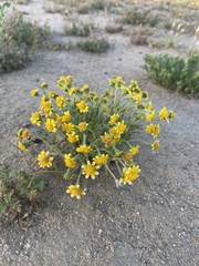 Monolopia stricta