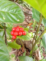 Tacca palmata
