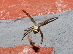 Argiope aetheroides
