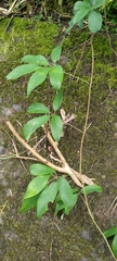 Lardizabalaceae