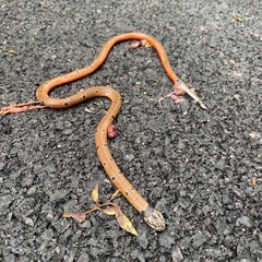 Calliophis maculiceps maculiceps