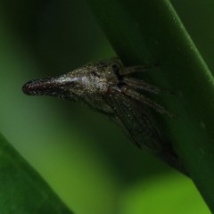 Aconophora compressa