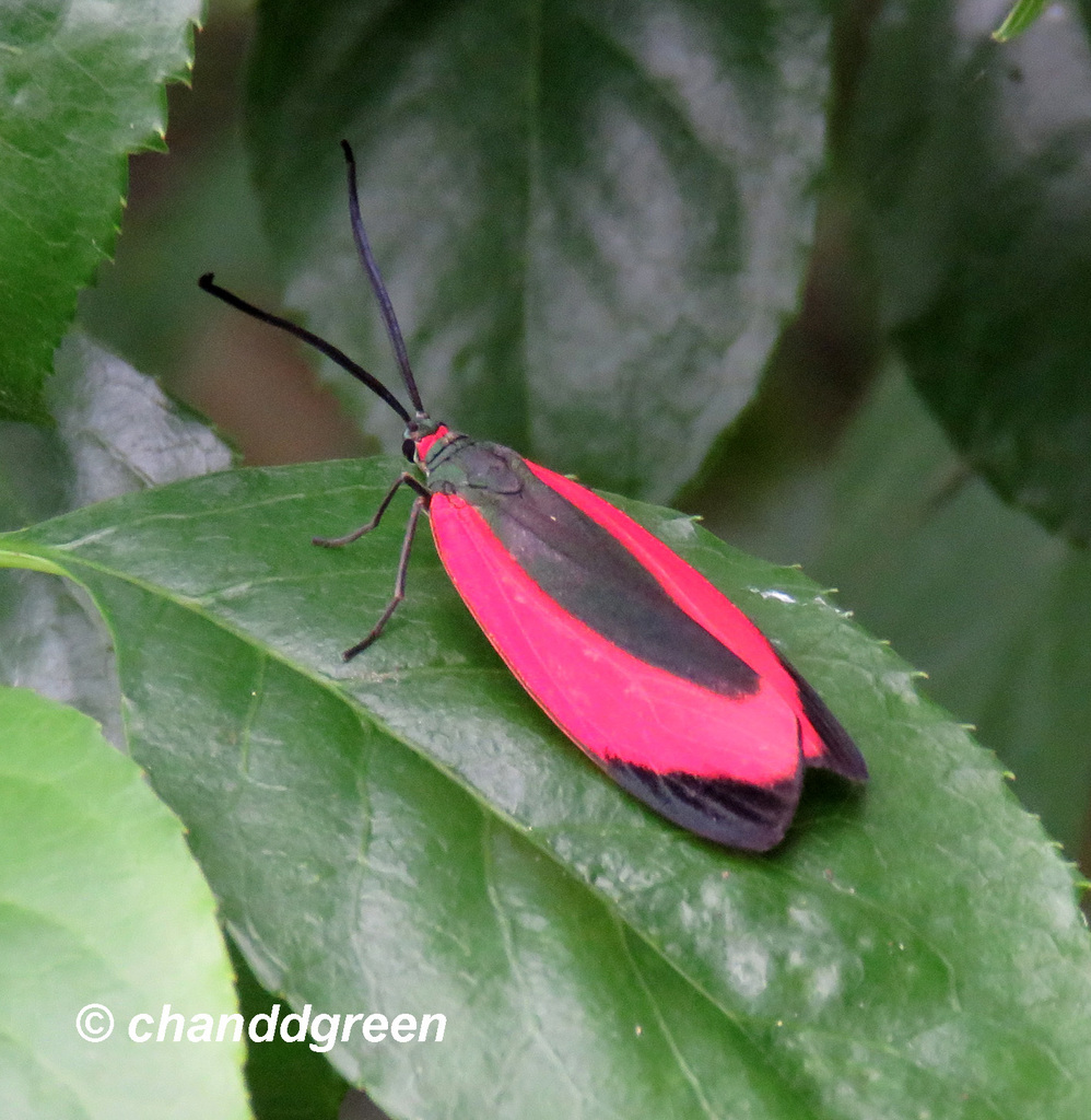 Retina rubrivitta