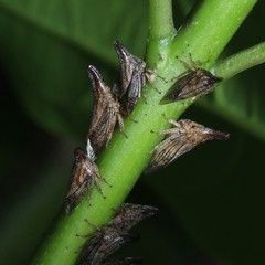 Aconophora compressa