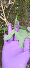 Lardizabalaceae