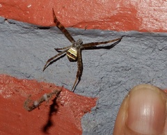 Argiope aetheroides