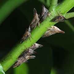 Aconophora compressa