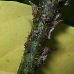 Aconophora compressa