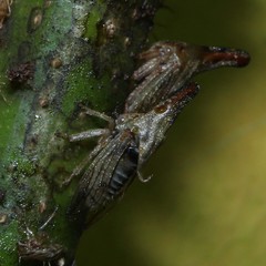 Aconophora compressa