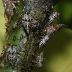 Aconophora compressa
