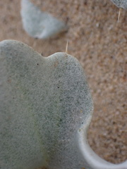 Cirsium rhothophilum