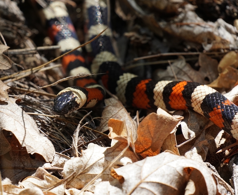 California Mountain Kingsnake In August 2020 By Selwynq INaturalist   Large 