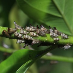 Aconophora compressa