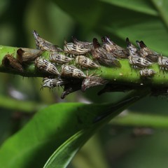 Aconophora compressa