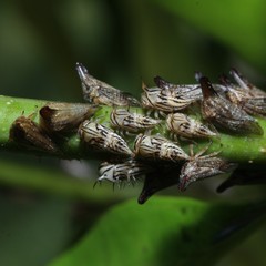 Aconophora compressa