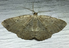 Melanolophia signataria
