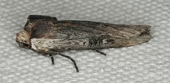 Xylena nupera