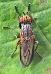Pherbellia cinerella