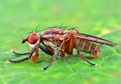 Pherbellia cinerella