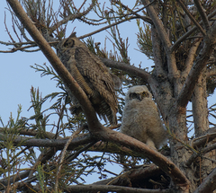 Bubo virginianus