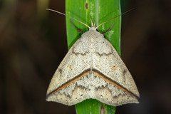 Ugia insuspecta