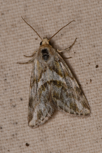 Lineostriastiria olivalis