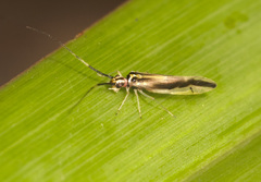 Aphyopsocus prolixus