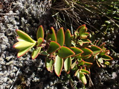 Veronica decumbens